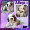 Allegra (Ritzy)