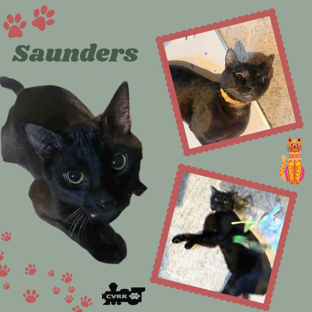 adoptable Cat in Lindsay, CA named Saunders (Cat)