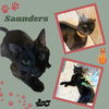 adoptable Cat in  named Saunders (Cat)