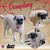 Dumpling (Ritzy)