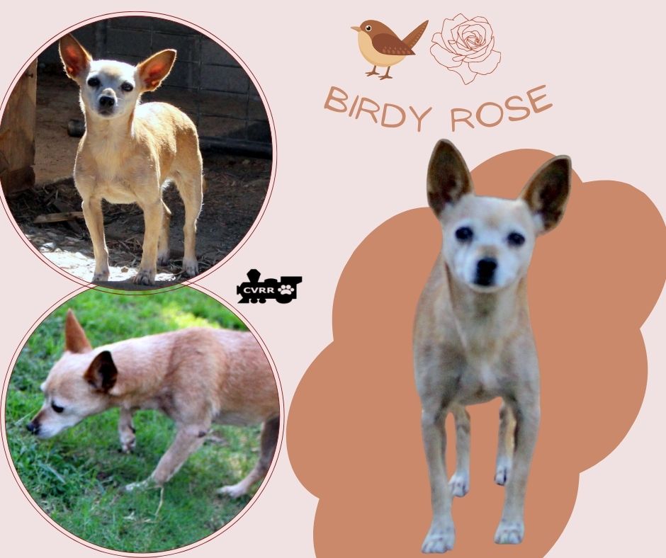 Birdy Rose Image