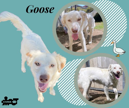 Goose