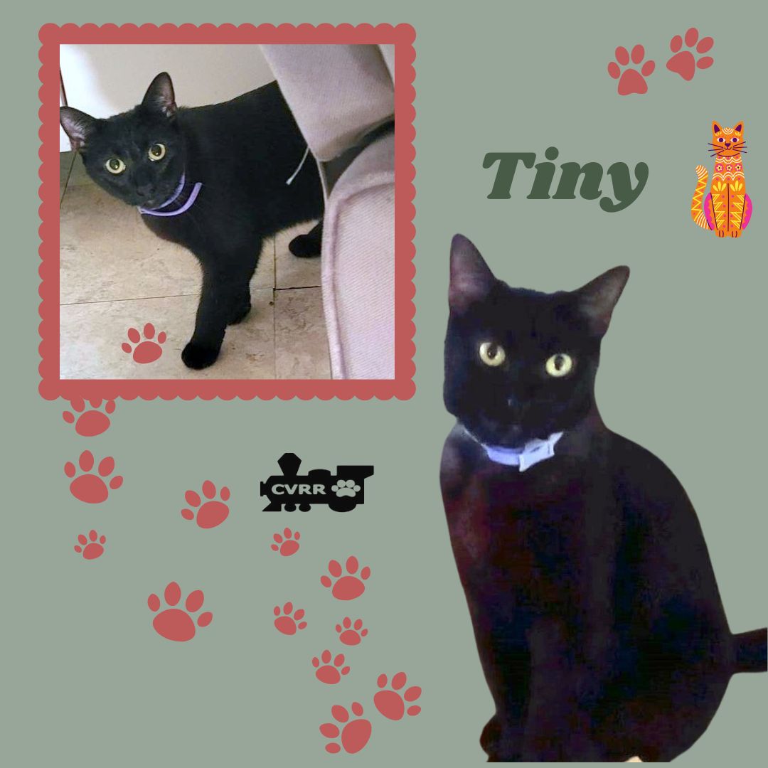 Tiny (Cat) Image