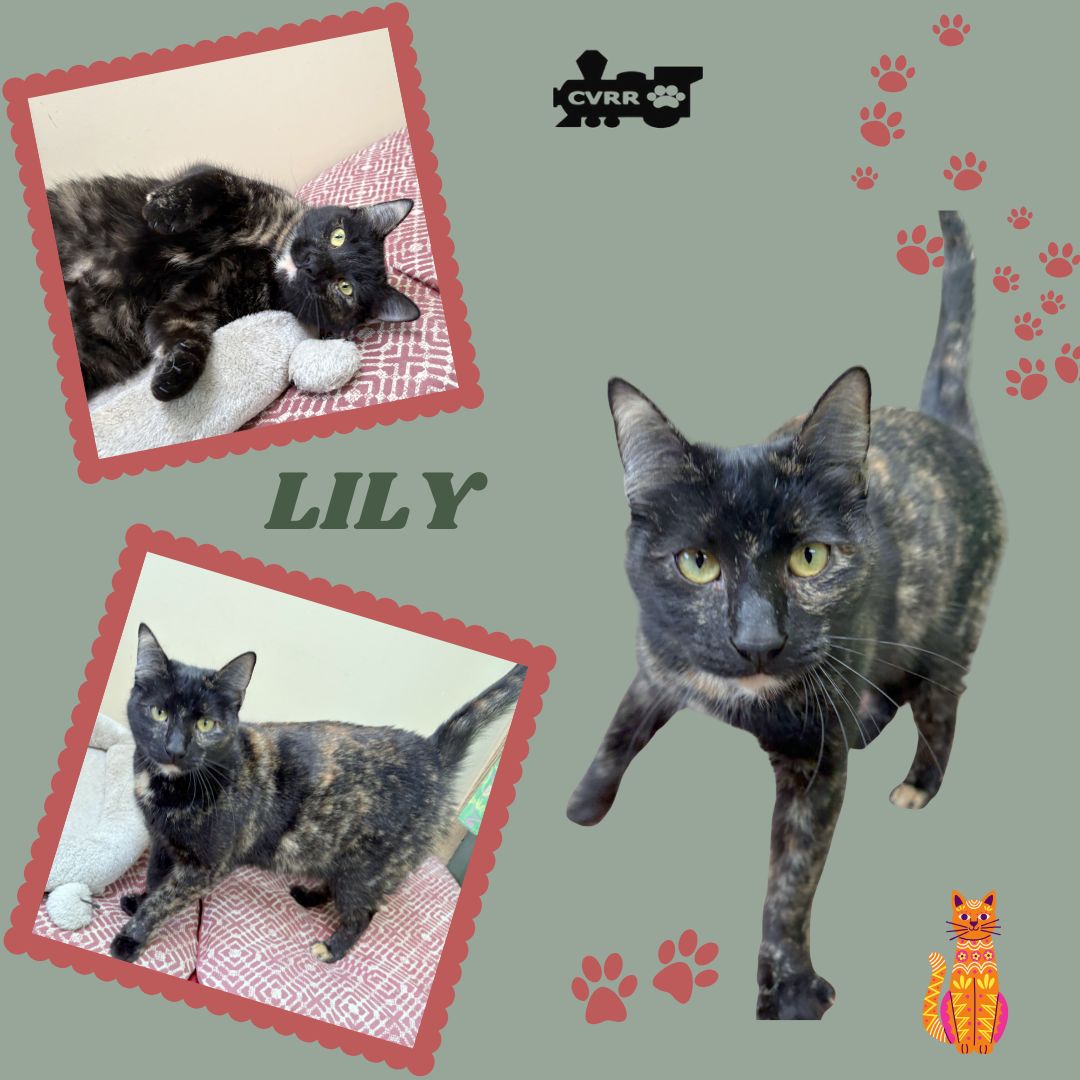 Lily (Cat) Image