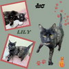 Lily (Cat)