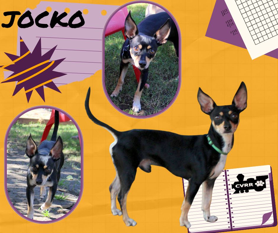 Jocko Image