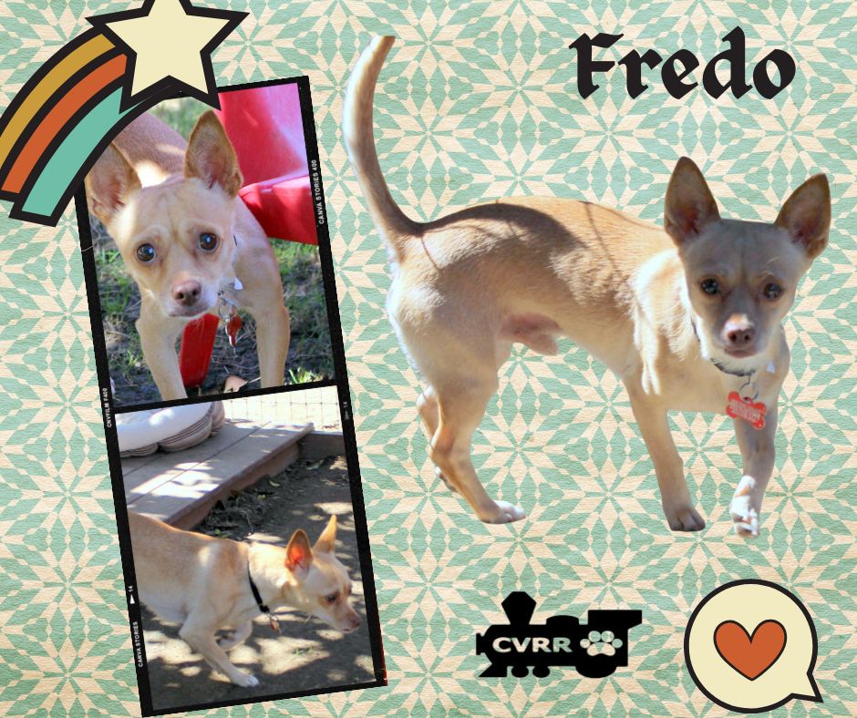 Fredo Image
