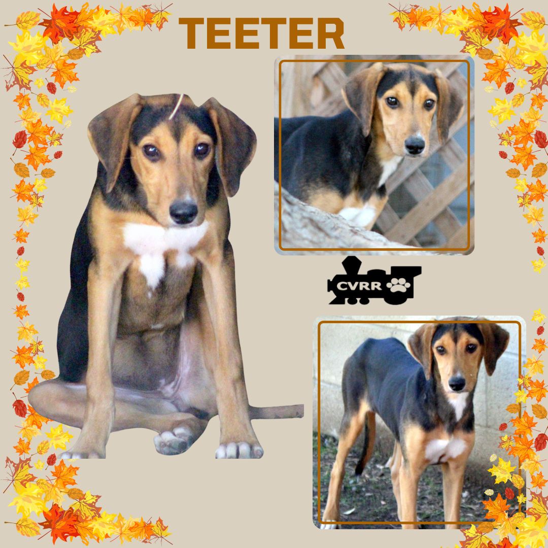 Teeter Image