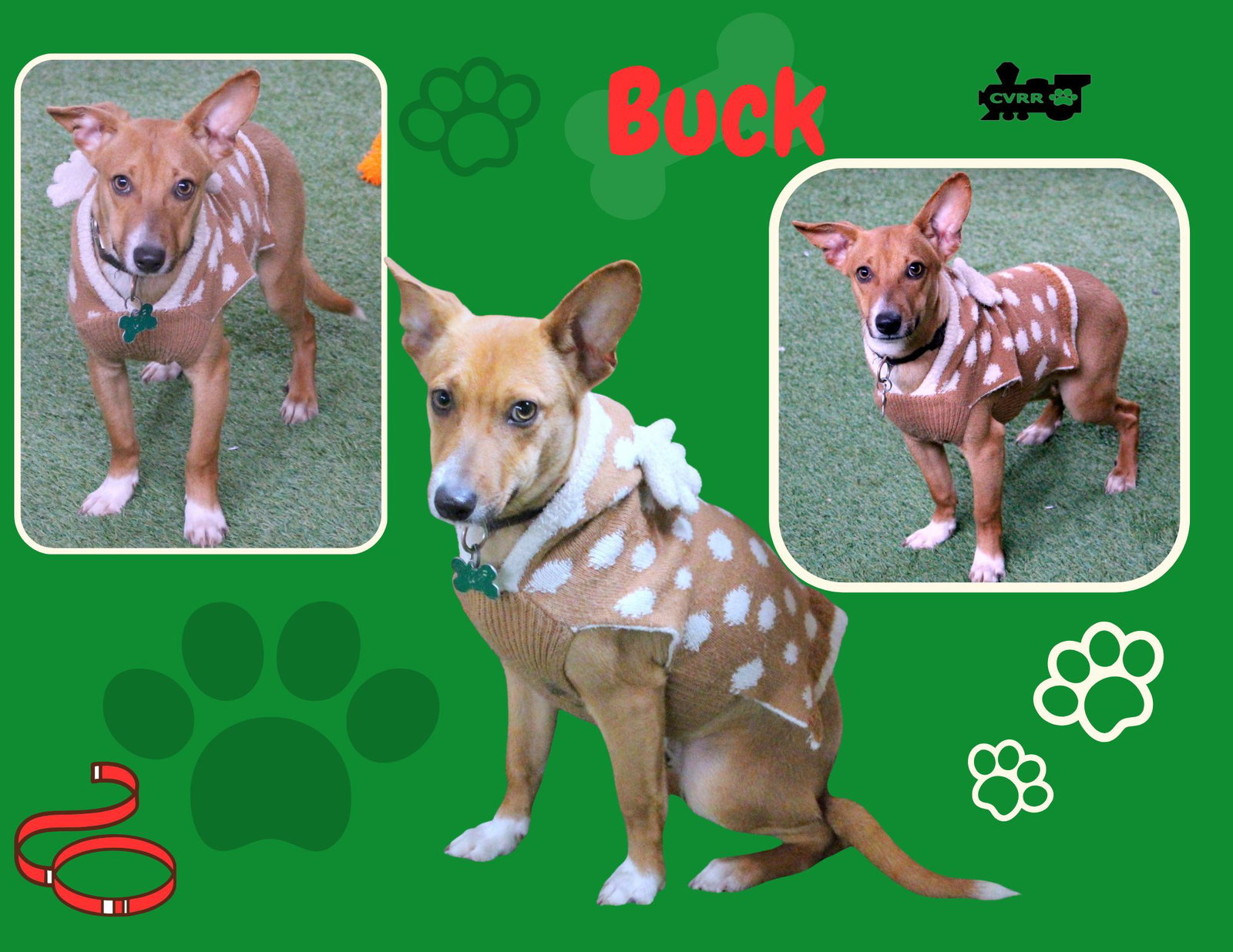 Buck Image