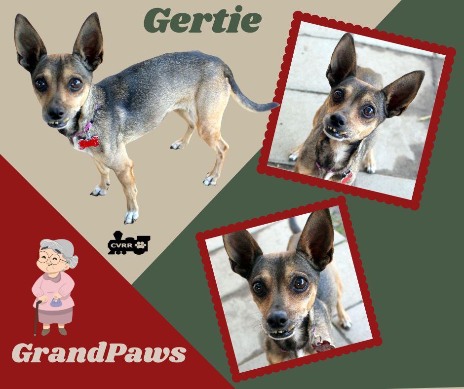 Gertie (GrandPaws) Image