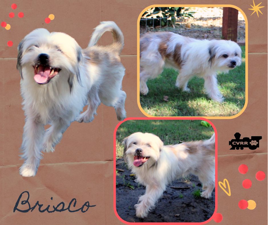Brisco (Ritzy) Image