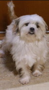 Brisco (Ritzy)