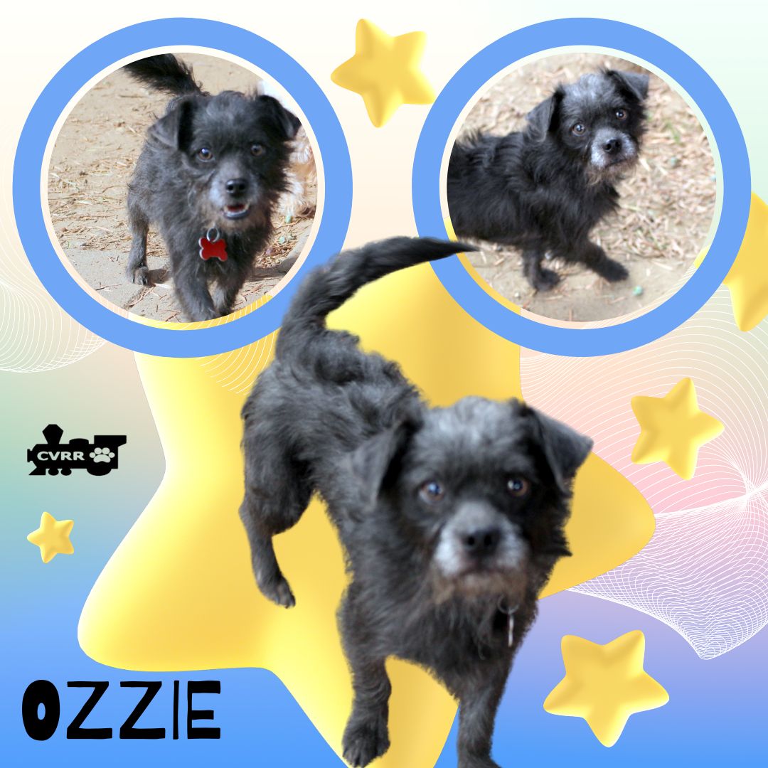 Ozzie Image