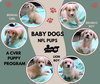 Baby Dogs NFL (Puppy)