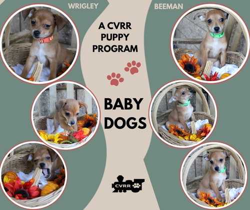Baby Dogs NFL (Puppy)