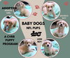 Baby Dogs NFL (Puppy)