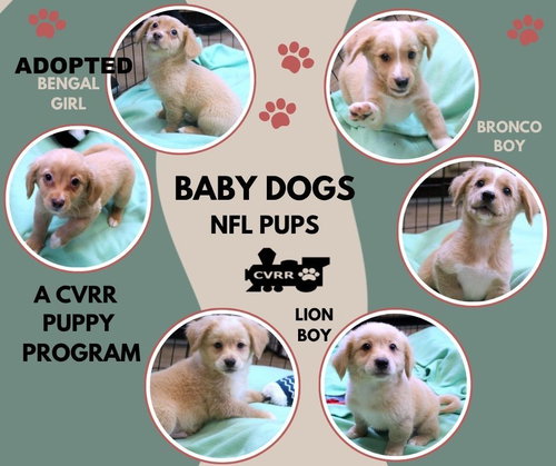picture of the dog needing adoption