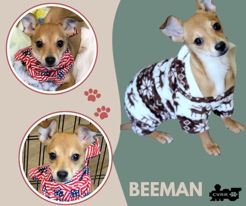 Beeman  (Puppy)