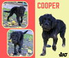 Cooper (Puppy)