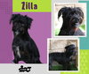 Zilla