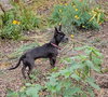 Merlot - Photo 2