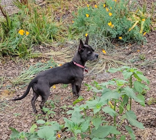 MERLOT - French Bulldog available for adoption
