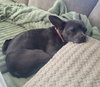Merlot - Photo 3