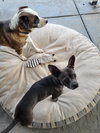 Merlot - Photo 4