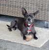 Merlot - Photo 5