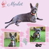 Merlot