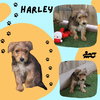 Harley (Puppy)