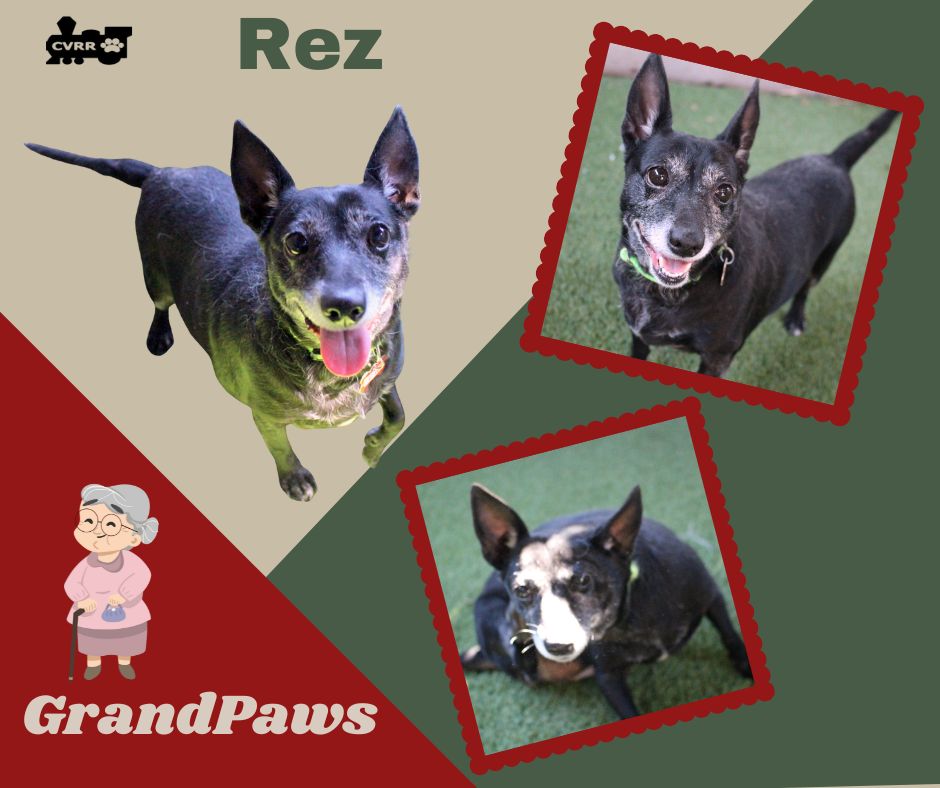 Rez (GrandPaws) Image