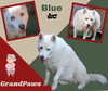 Blue (GrandPaws)
