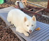 Blue (GrandPaws)