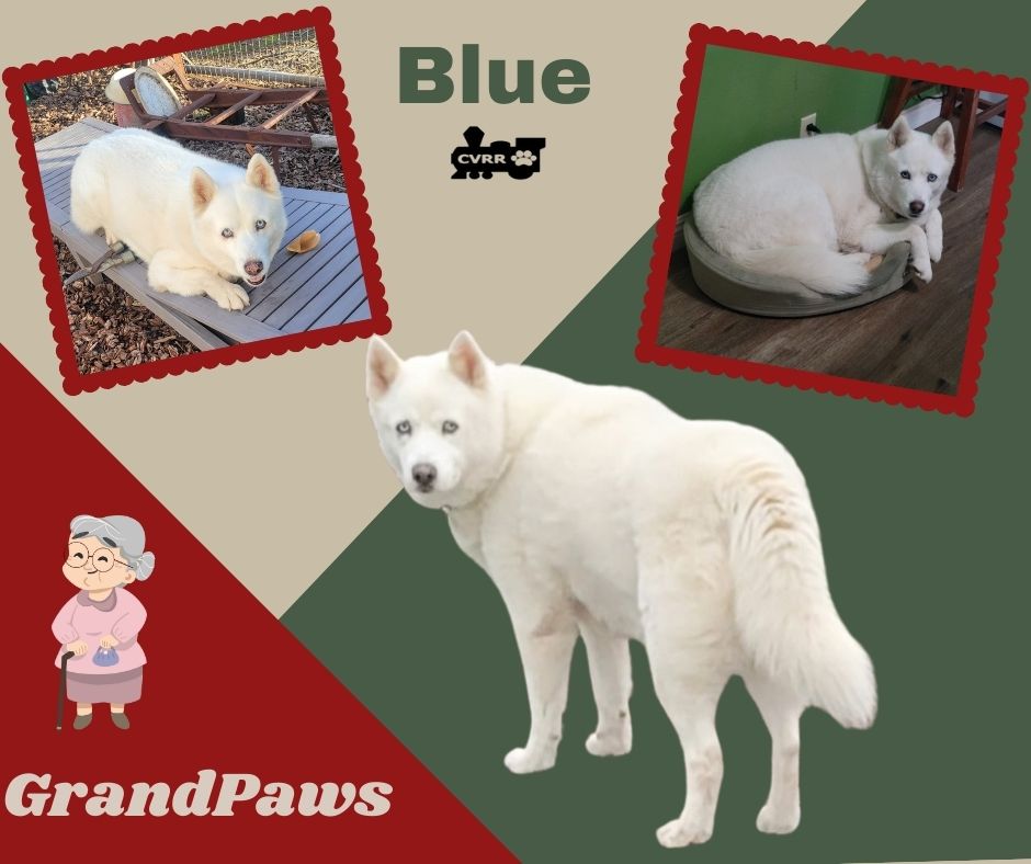Bleu (GrandPaws) Image