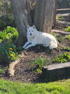 Bleu (GrandPaws)