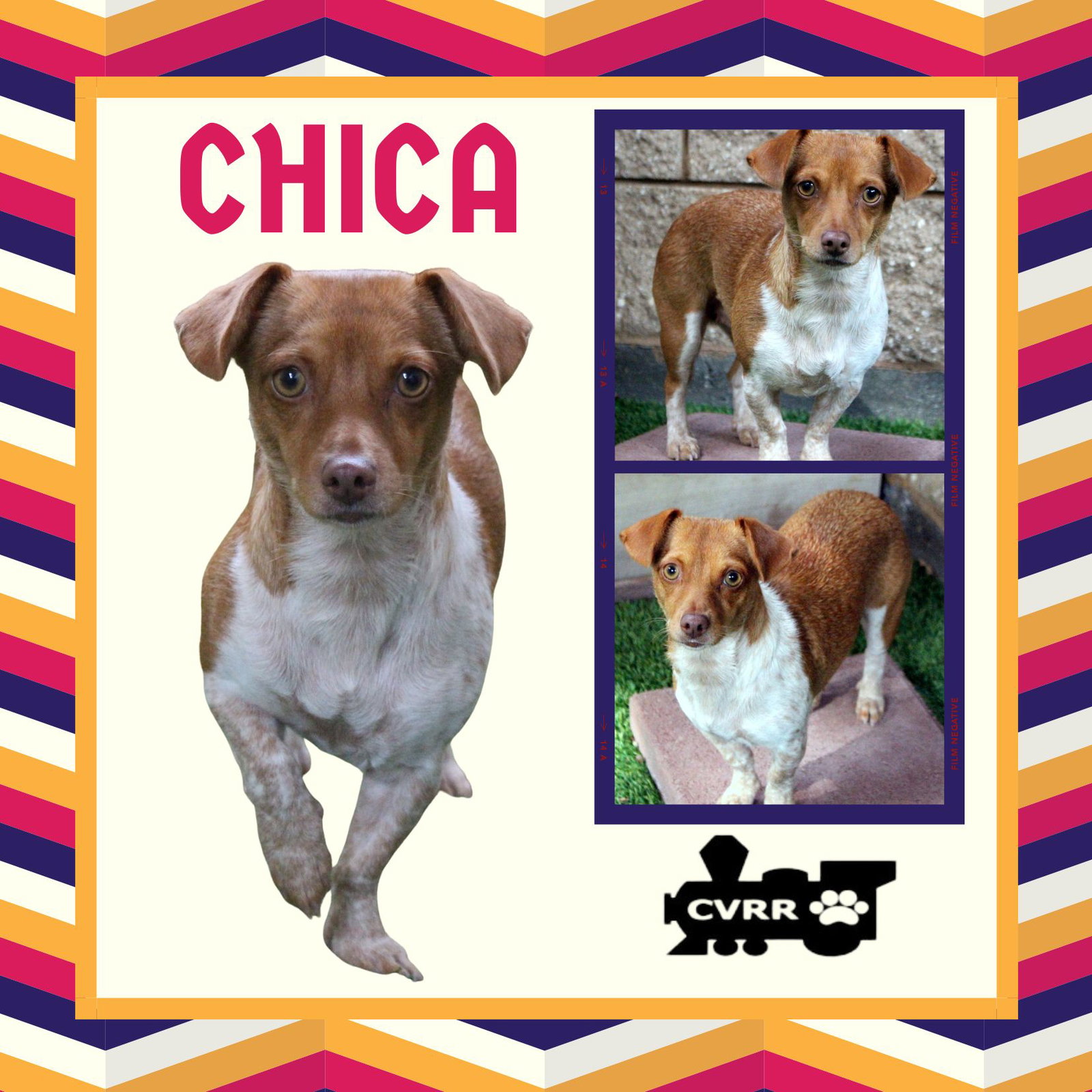 Chica Image