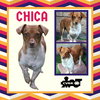Chica