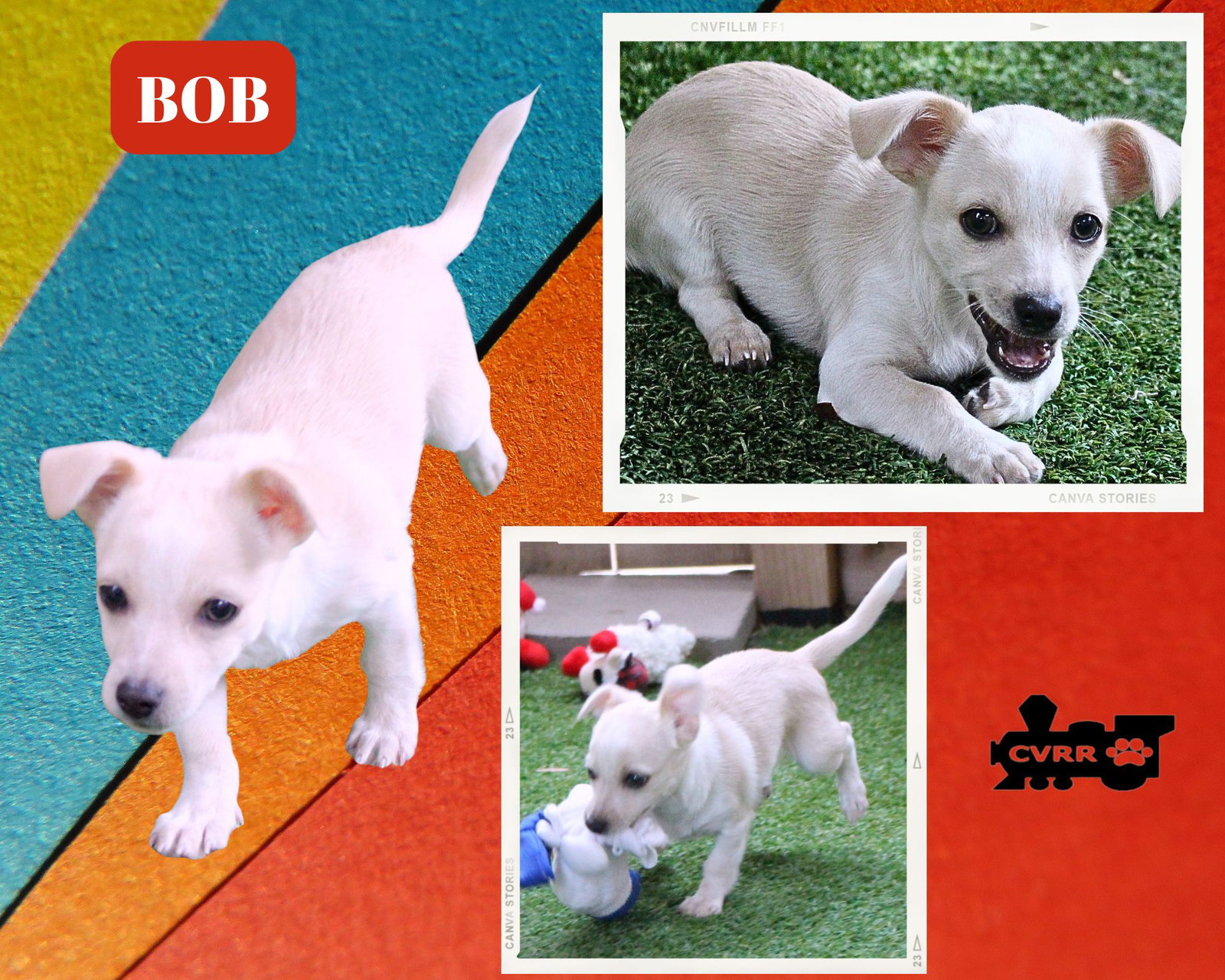 Bob (Puppy) Image