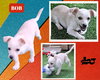 Bob (Puppy)