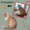 Pumpkin (Cat)