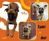 Sami (Puppy)