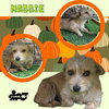 Maggie