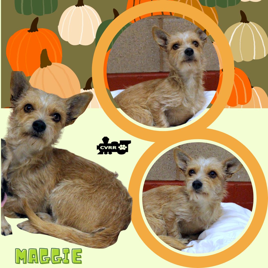 Maggie Image