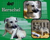 Herschel