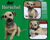 Herschel