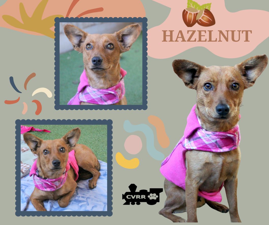 Hazelnut Image