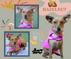 Hazelnut