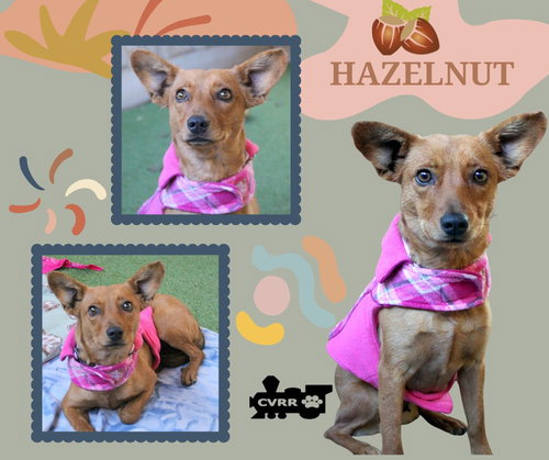 Hazelnut