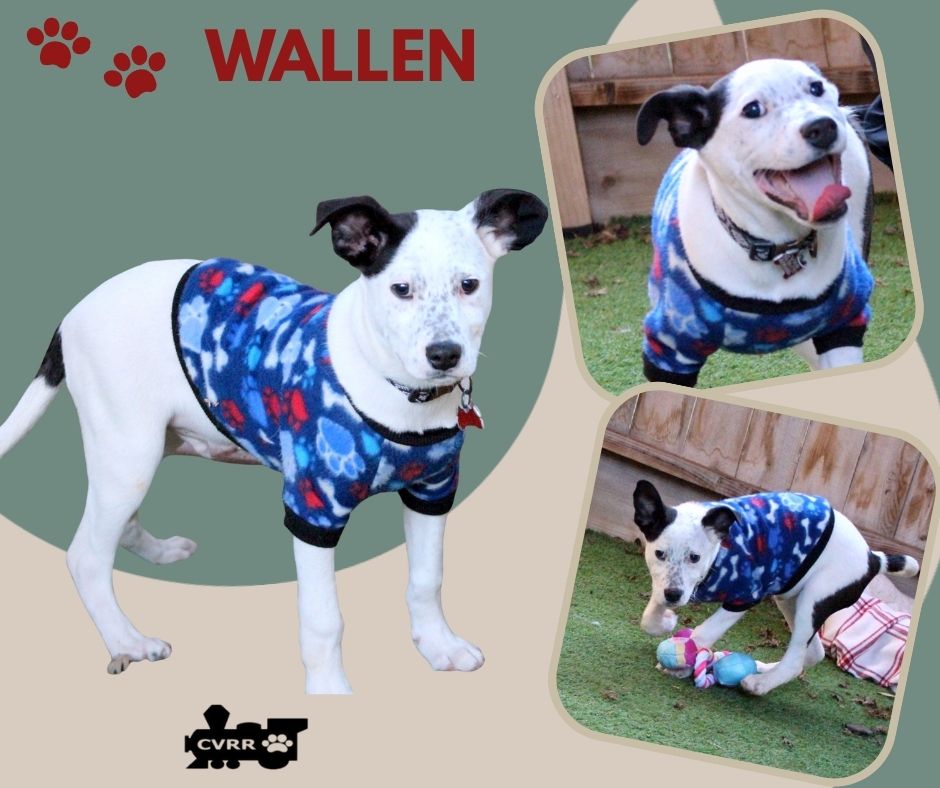 Wallen (Puppy) Image